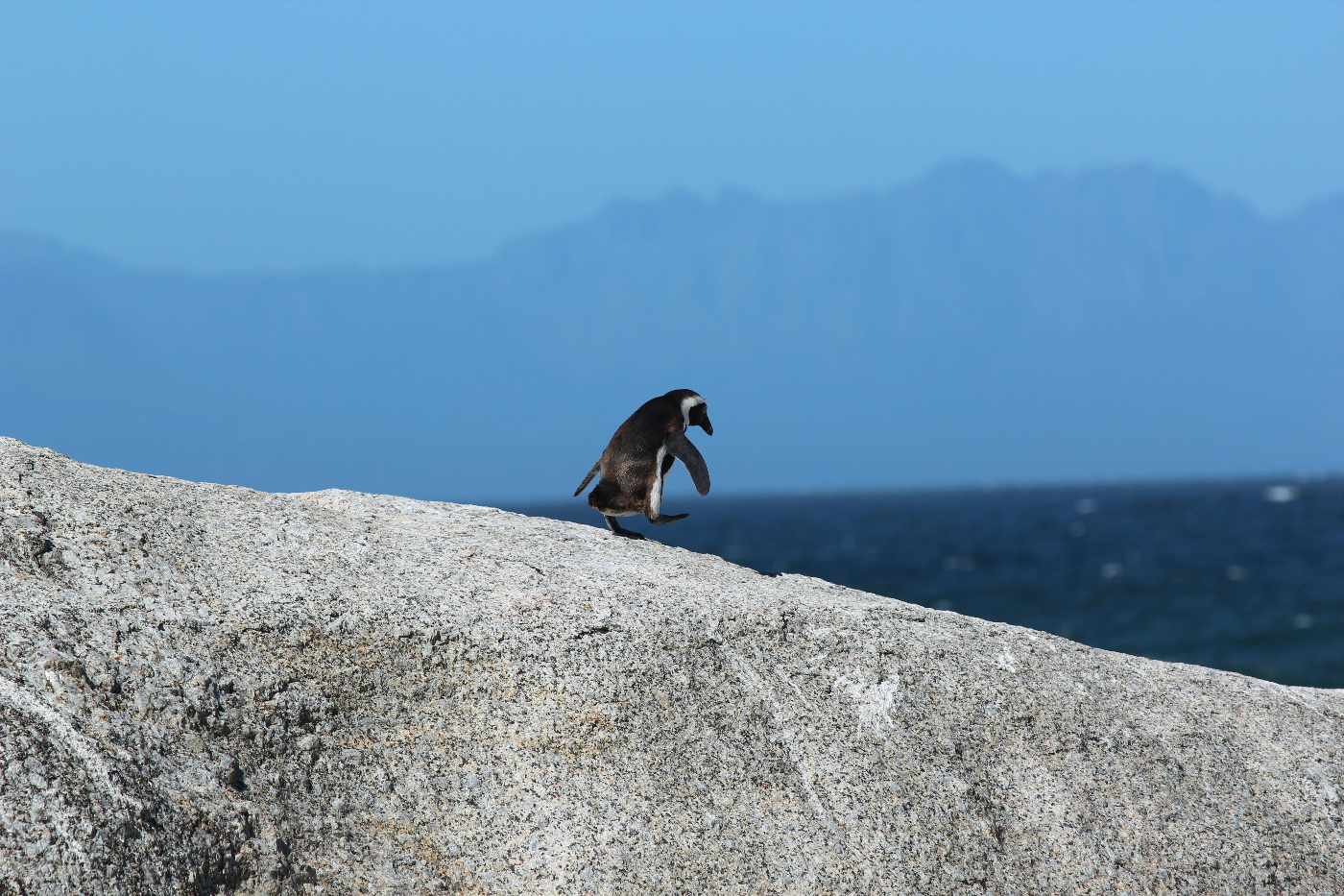 A small penguin on a huge rock