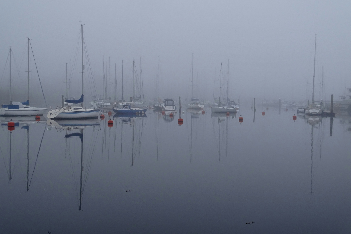 Many sailboats moored in still water under thick fog