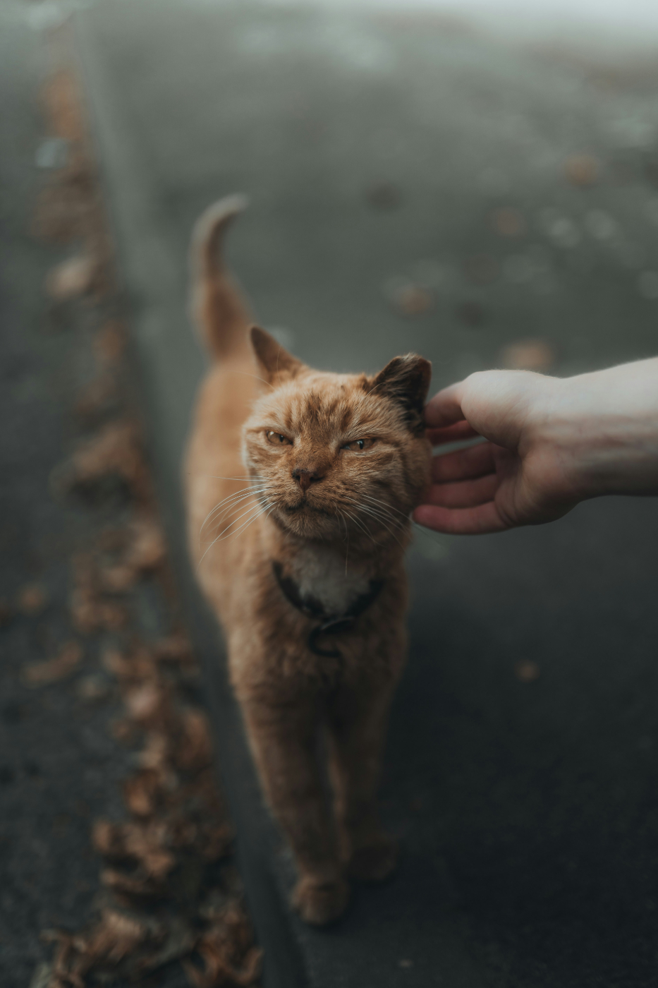 an orange cat being scratched behind the ear