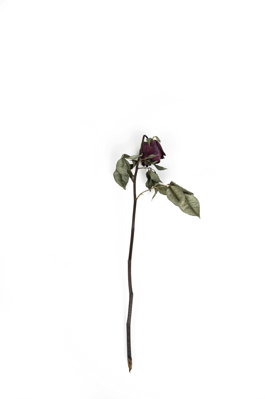 a dead and dried long stem red rose on a white background
