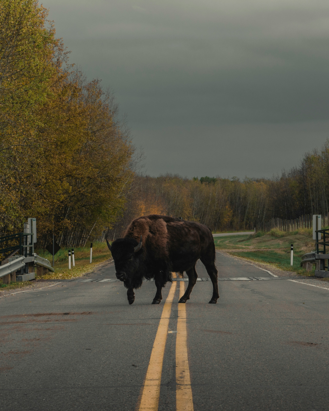 An American Bison standing on the middle of a road
