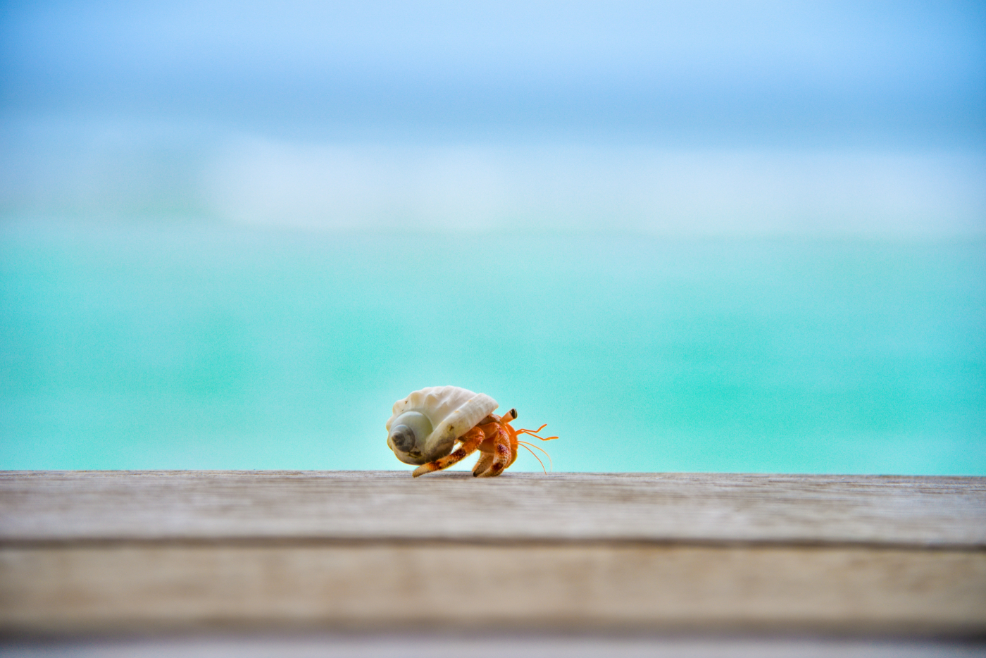 A hermit crab walking along a railing with a soft focus ocean in the background