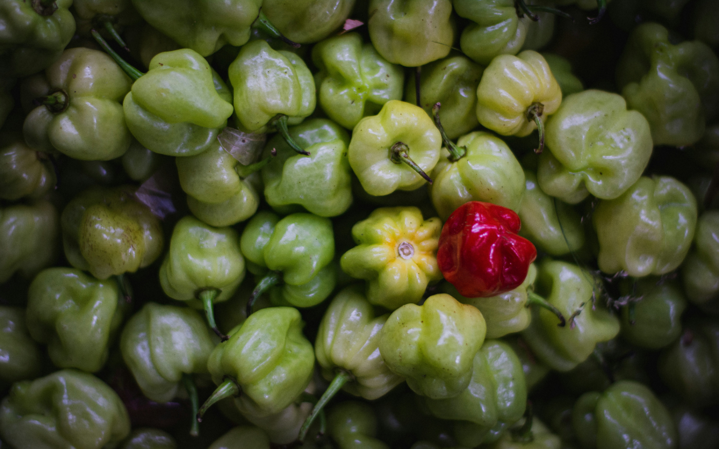 A small bright red pepper sitting atop a pile of small green peppers