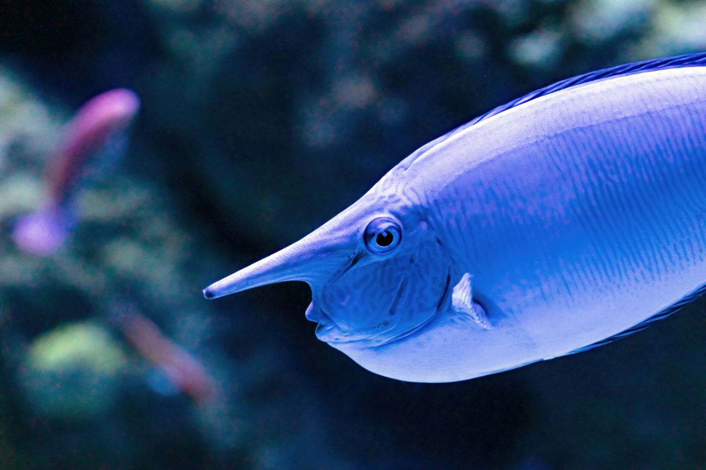 a blue  Naso annulatus fish very weird ;looking fish