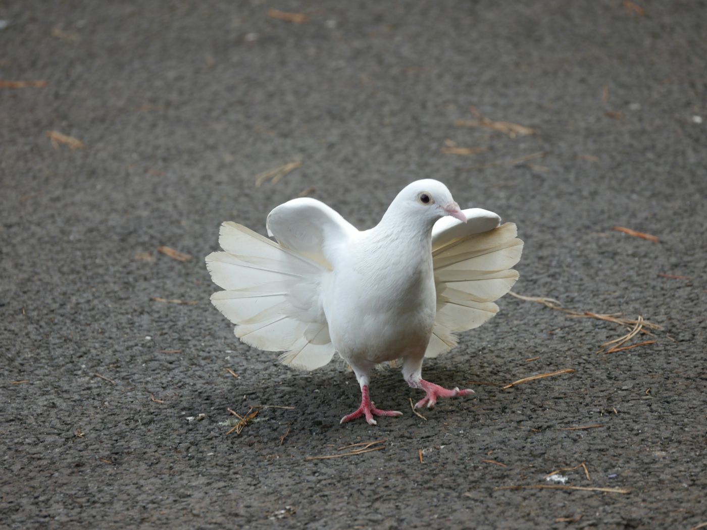 A white dove standing on the ground