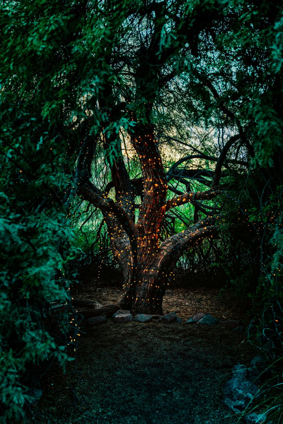 A tree in a clearing wrapped in twinkle lights