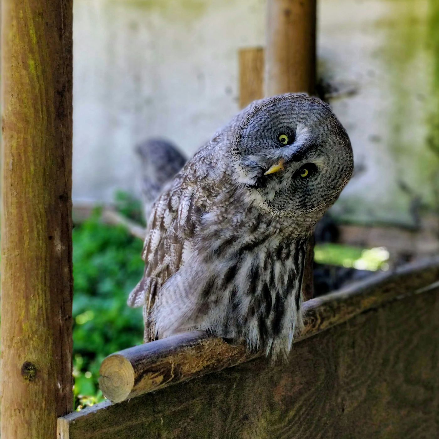 An owl looking around an obstruction