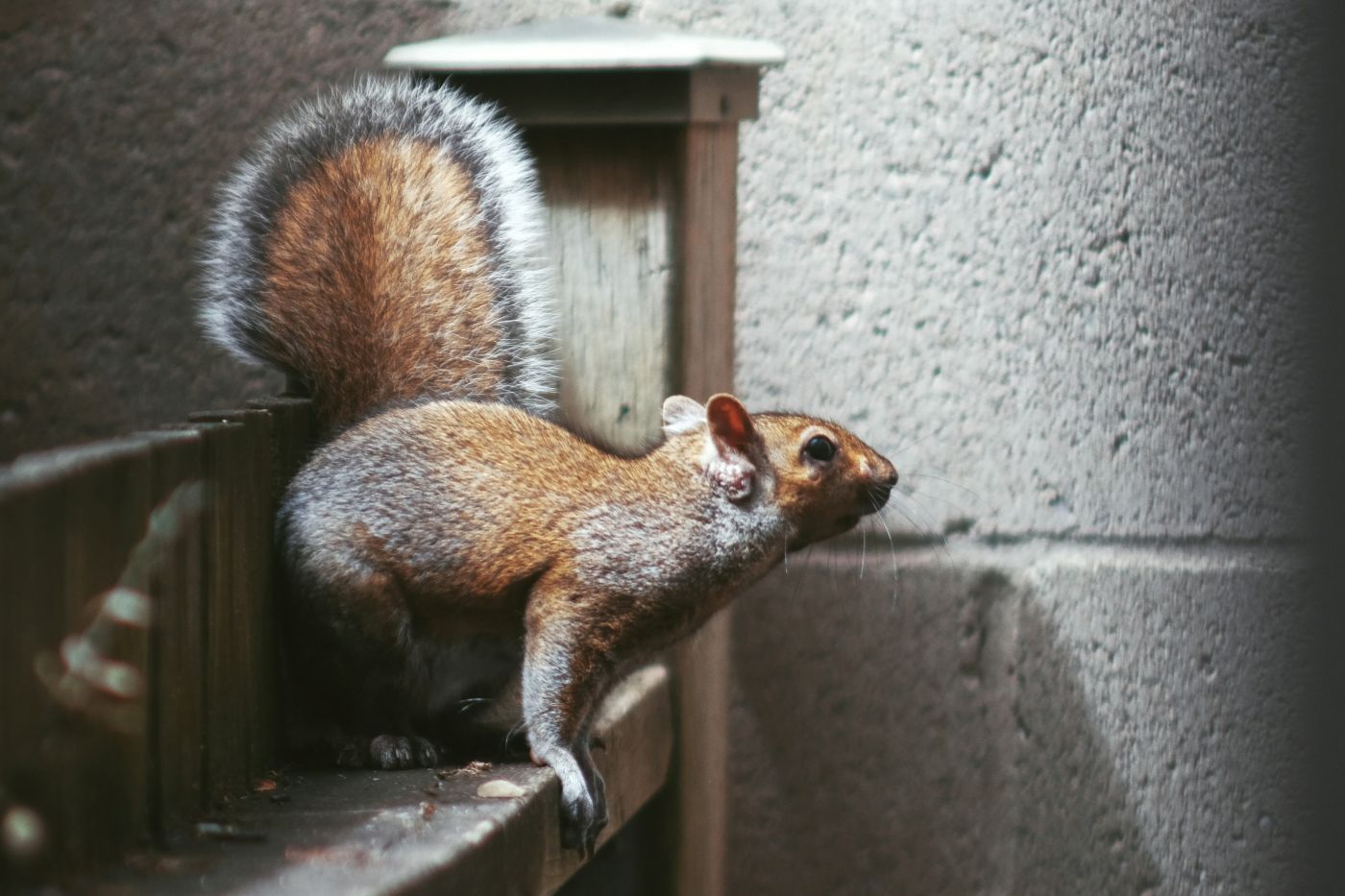 A squirrel ready to leap