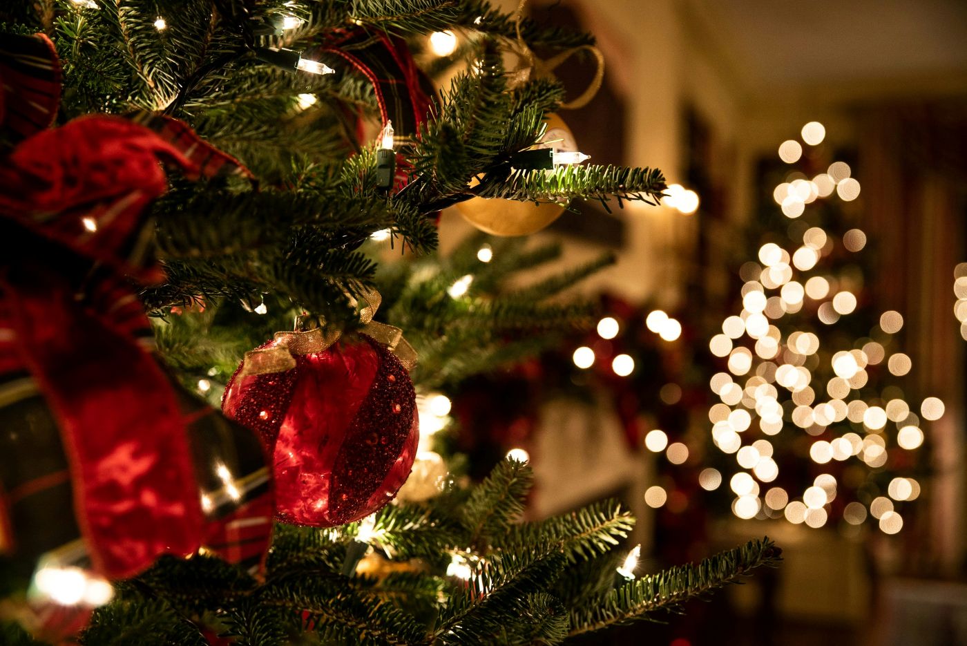 A Christmas tree and lights