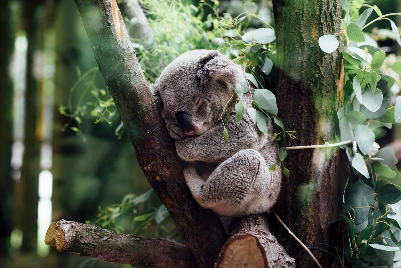 A Kuala napping in a tree