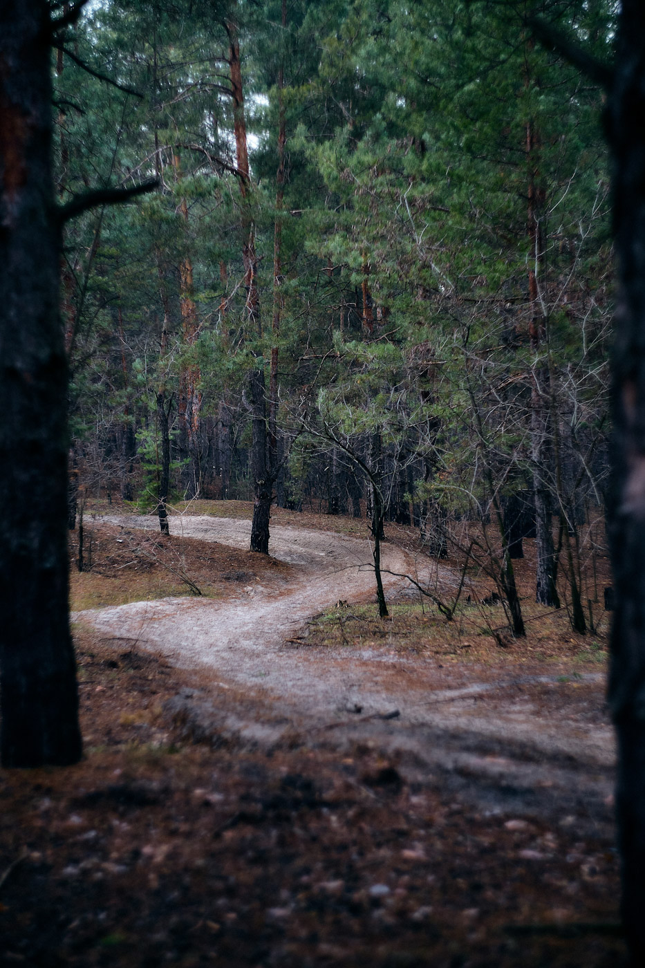 empty path through thr woods